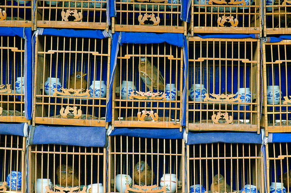 Songbirds for sale in wooden cages in a market in Beijing (formerly Peking) China