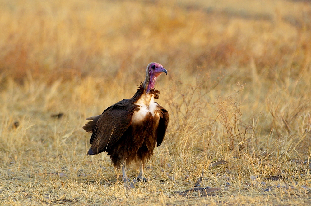 Hooded Vulture, Grumet, Tanzania, East Africa