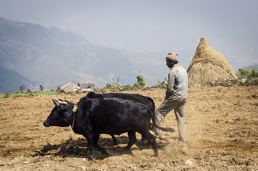 A man ploughs his terraced-field, Dhampus, Annapurna Conservation Area, Nepal, Asia 