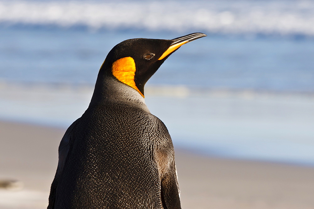 King penguin (Aptenodytes patagonicus) close up, The Neck, Saunders Island, Falkland Islands, South America 