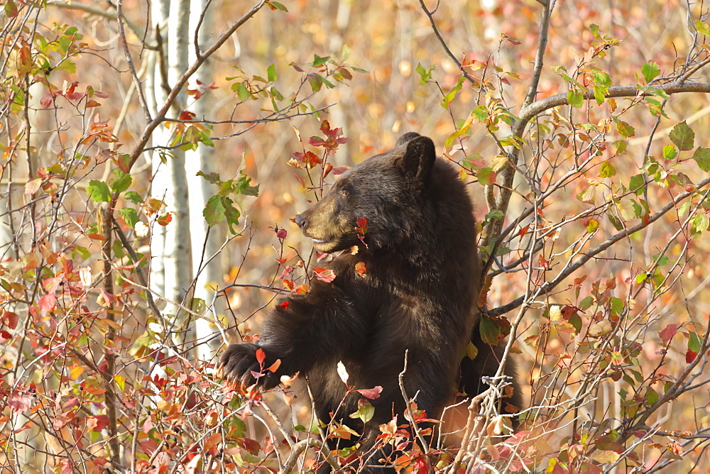 Cinnamon black bear (Ursus americanus) climbs a tree in search of autumn (fall) berries, Grand Teton National Park, Wyoming, United States of America, North America 