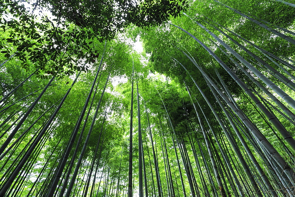 Arashiyama Bamboo grove in summer, Arashiyama, Western Kyoto, Japan, Asia