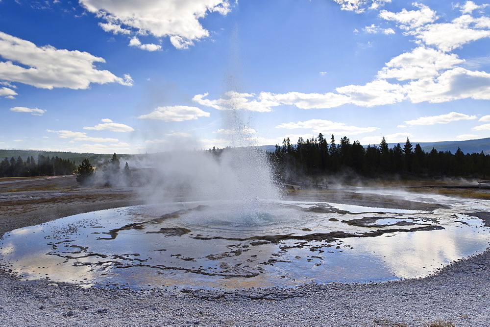 Sawmill Geyser erupts, Upper Geyser Basin, Yellowstone National Park, UNESCO World Heritage Site, Wyoming, United States of America, North America 