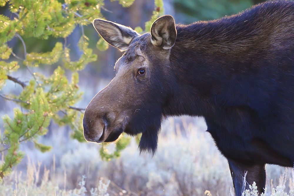 Backlit moose (Alces alces) cow in profile, Grand Teton National Park, Wyoming, United States of America, North America 