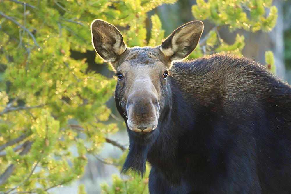 Backlit moose (Alces alces) cow stares at camera in evening light, Grand Teton National Park, Wyoming, United States of America, North America 