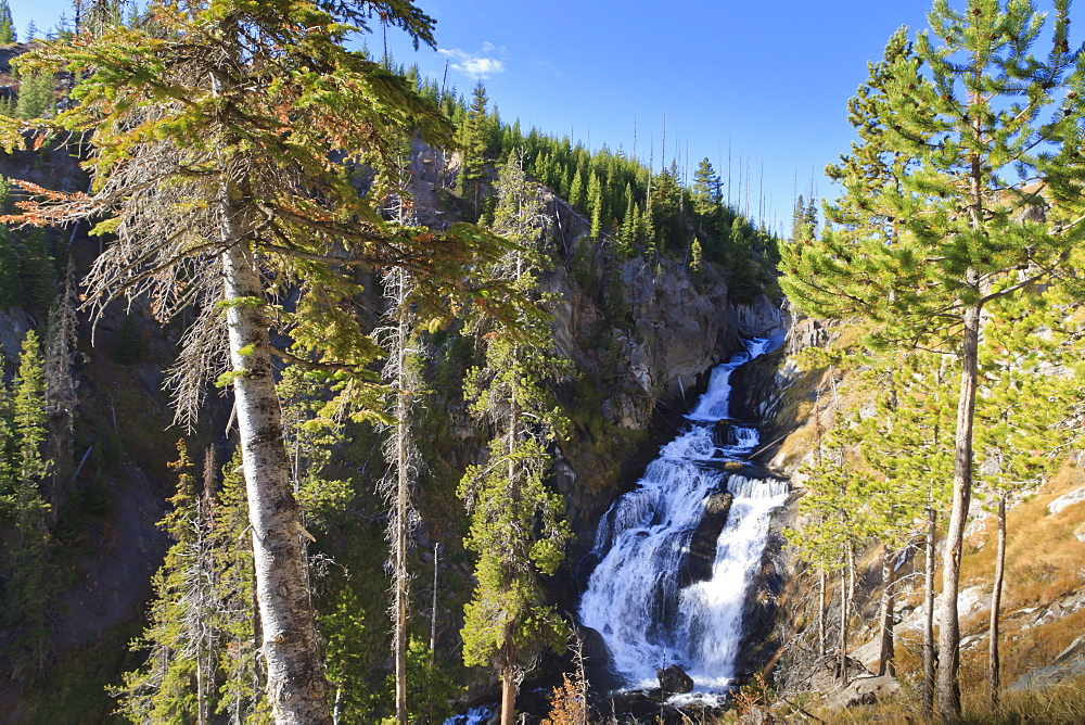 Pines at Mystic Falls, near Biscuit Basin, Yellowstone National Park, UNESCO World Heritage Site, Wyoming, United States of America, North America 