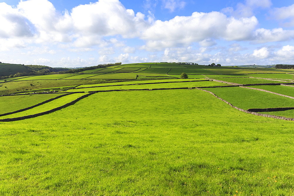 Sweeping landscape featuring dry stone walls in spring, Peak District National Park, near Litton, Derbyshire, England, United Kindom, Europe