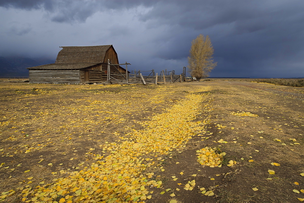 Storm approaches, autumn (fall) leaves cover the ground, Mormon Row barn, Grand Teton National Park, Wyoming, United States of America, North America 