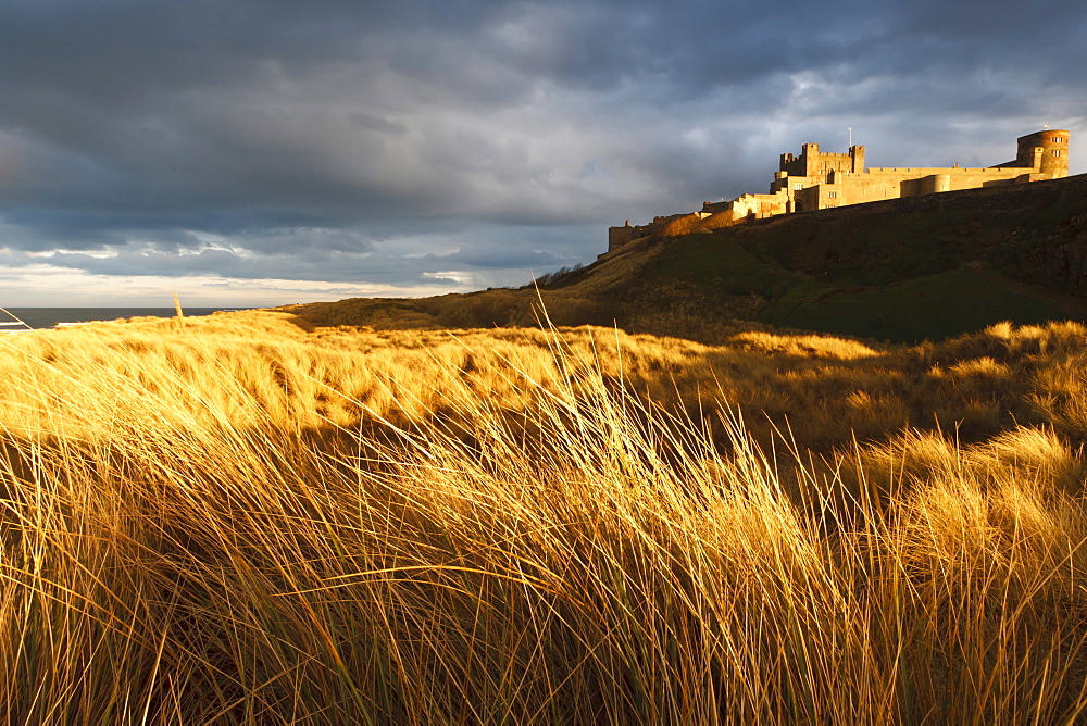 Bamburgh Castle and marram grass (ammophila arenaria) lit by golden evening light, Bamburgh, Northumberland, England, United Kingdom, Europe 