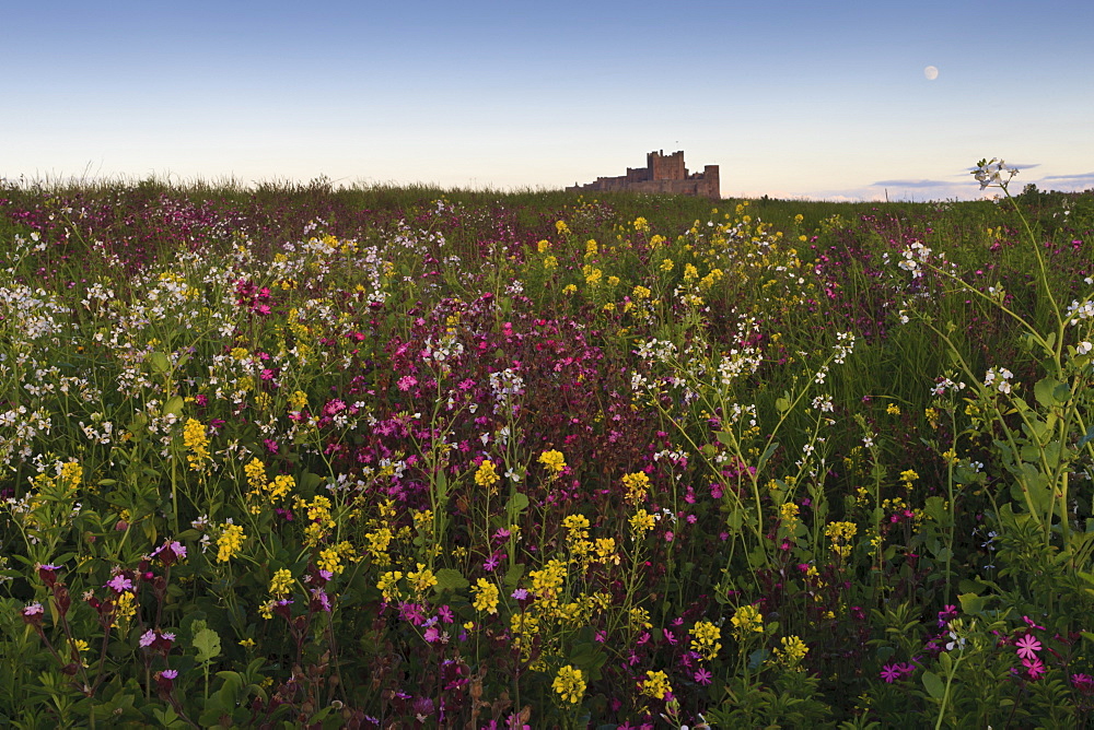 Wildflowers in the evening beneath Bamburgh Castle,  Bamburgh, Northumberland, England