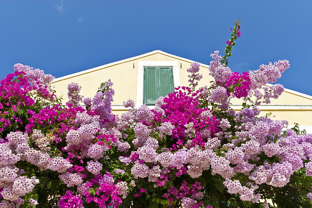 Bougainvillea and yellow building with green shutters against blue sky, Fiskardo, Kefalonia (Cephalonia), Ionian Islands, Greece