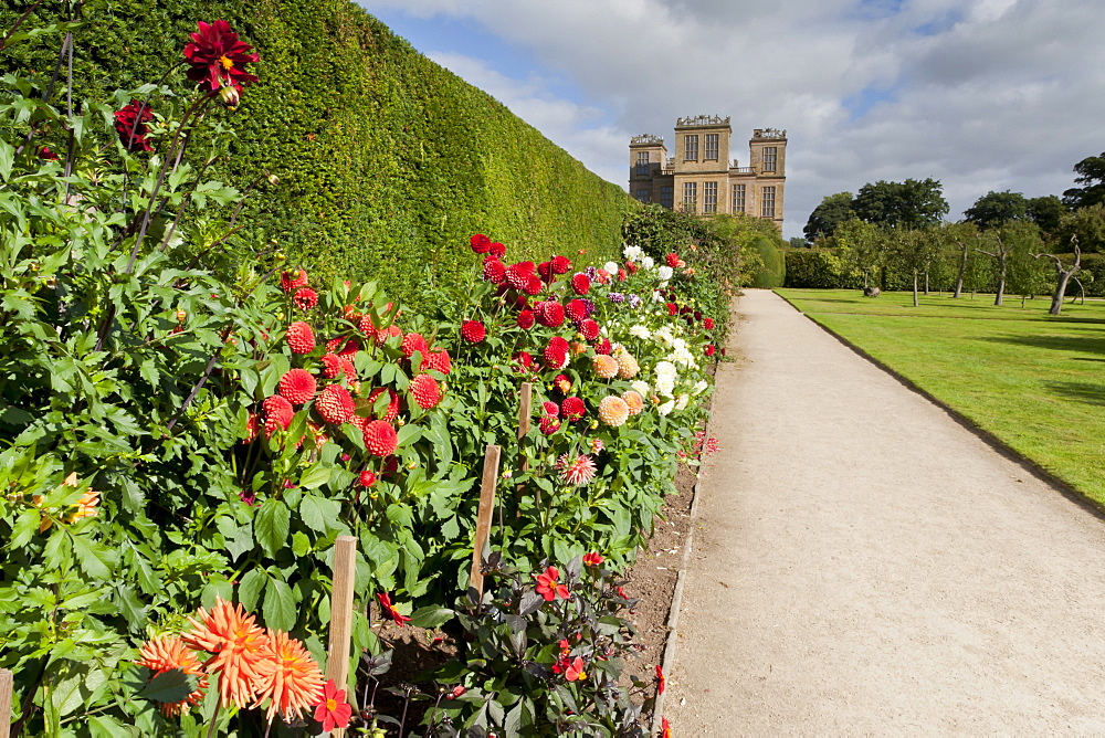 Dahlia border, pathway and lawn in late summer at Hardwick Hall, near Chesterfield, Derbyshire, England, United Kingdom, Europe