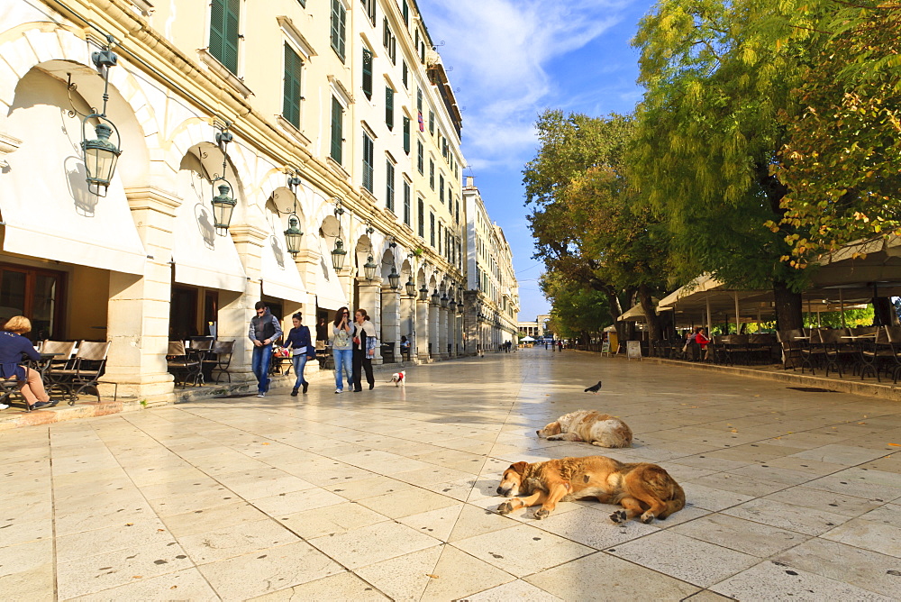 Residents and sleeping dogs, The Liston, Corfu Town, Corfu, Ionian Islands, Greek Islands, Greece, Europe