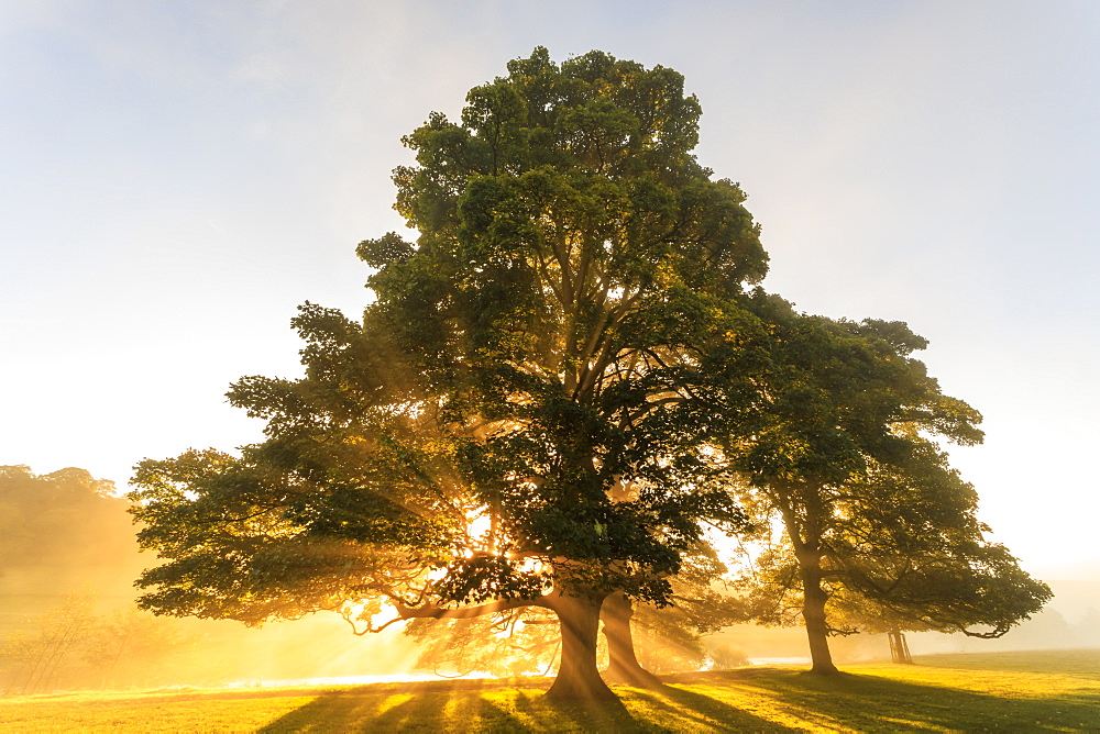 Rays of sun shine through autumn (fall) mist, backlighting a copse of trees, Chatsworth Park, Chesterfield, Derbyshire, England, United Kingdom, Europe