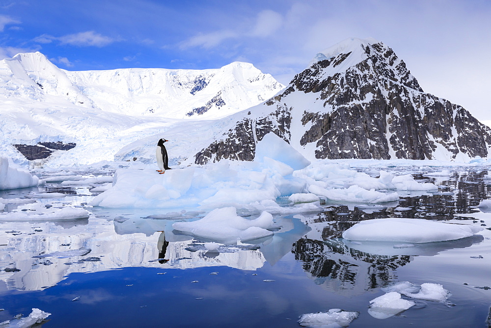 Gentoo penguin on an iceberg reflected in calm waters of sunny Neko Harbour, mountain and glacier backdrop, Antarctica, Polar Regions