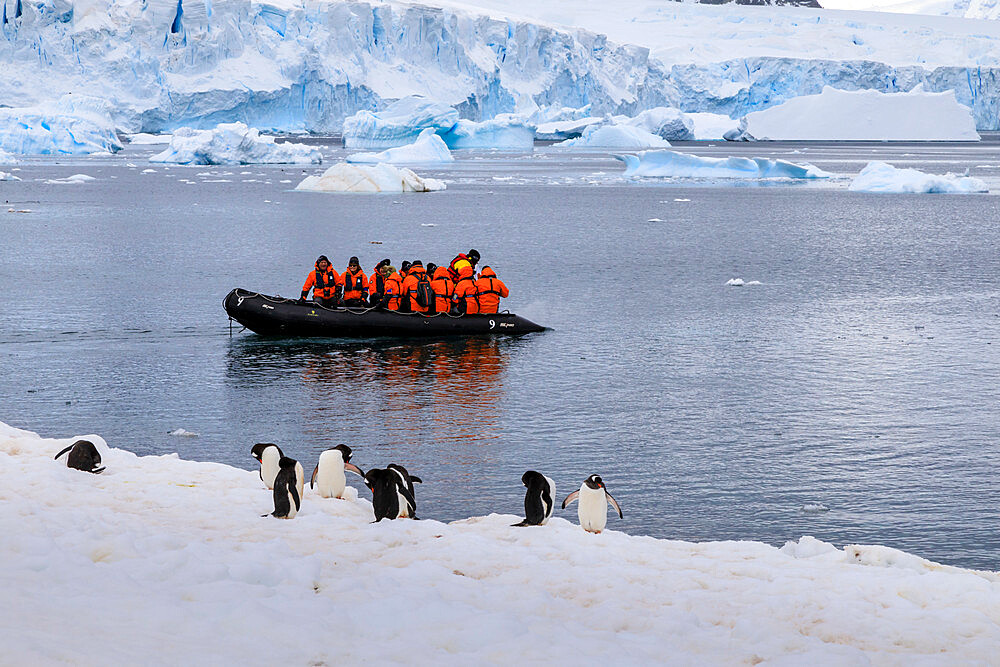 Gentoo penguins (Pygoscelis papua) and tourists on a zodiac, Cuverville Island, Antarctic Peninsula, Antarctica, Polar Regions