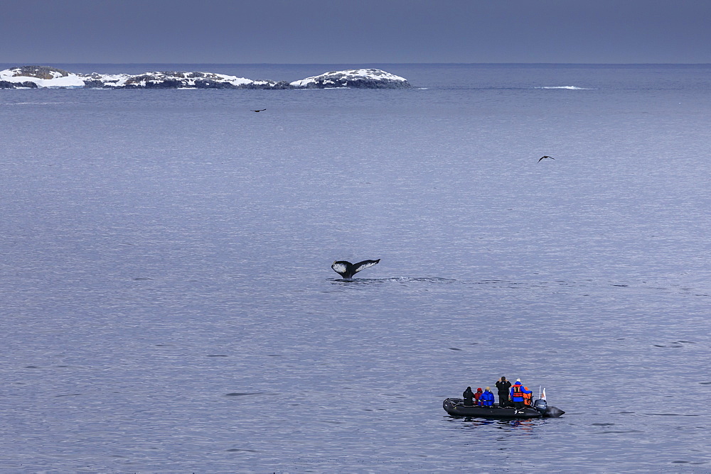 Humpback Whale (Megaptera novaeangliae) fluke, watched by tourists in zodiac, Torgersen Island, Antarctic Peninsula, Antarctica, Polar Regions