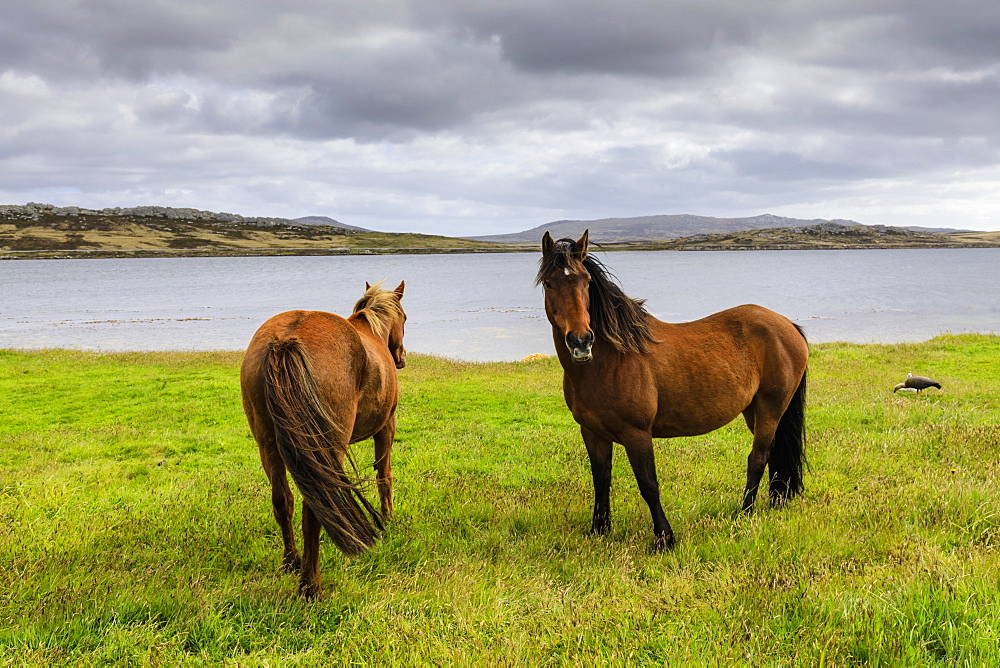 Windswept pair of horses, distant mountains and the sea, The Narrows, Stanley Harbour, Port Stanley, Falkland Islands, South America