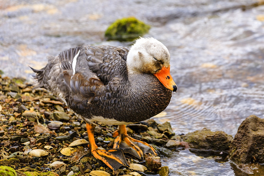 Falkland Flightless Steamerduck (Tachyeres brachypterus) on sea shore, Stanley Harbour, Port Stanley, Falkland Islands, South America