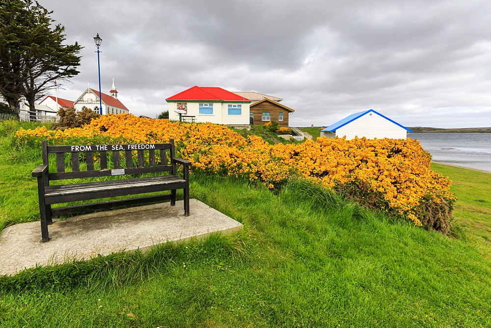 Attractive Victory Green, wooden bench and flowering gorse, church in the distance, Stanley, Port Stanley, East Falkland, Falkland Islands, South America