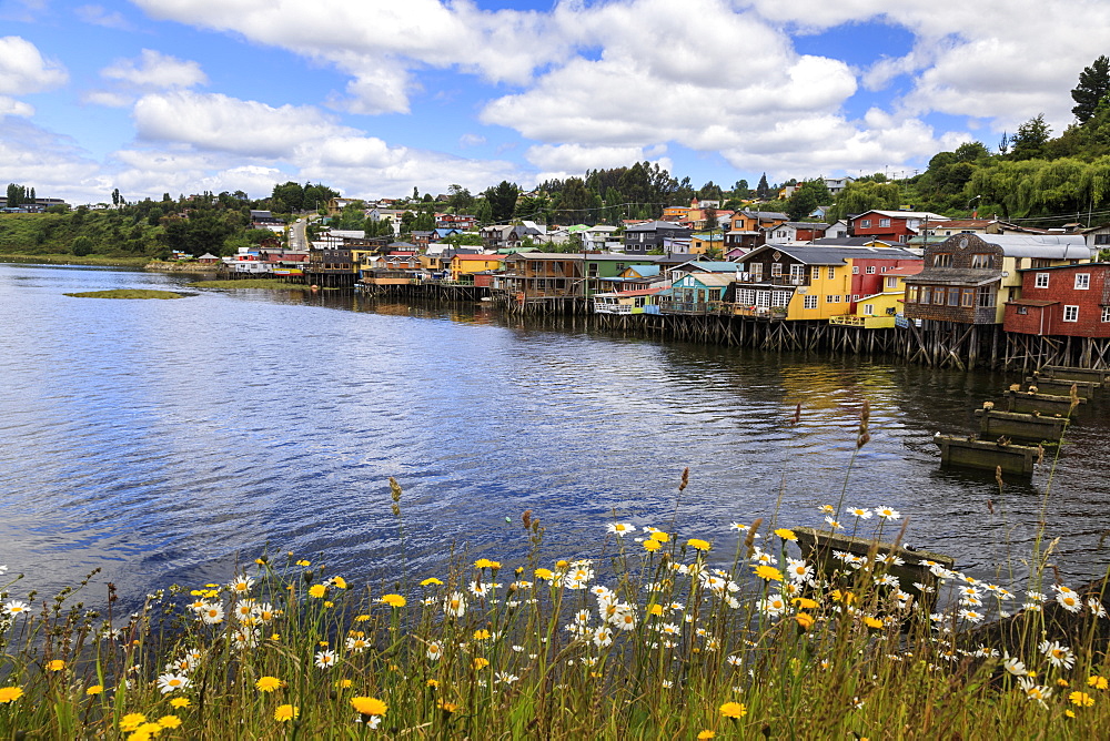 Palafitos, colourful stilt houses on water's edge, unique to Chiloe, with wild flowers, Castro, Isla Grande de Chiloe, Chile, South America