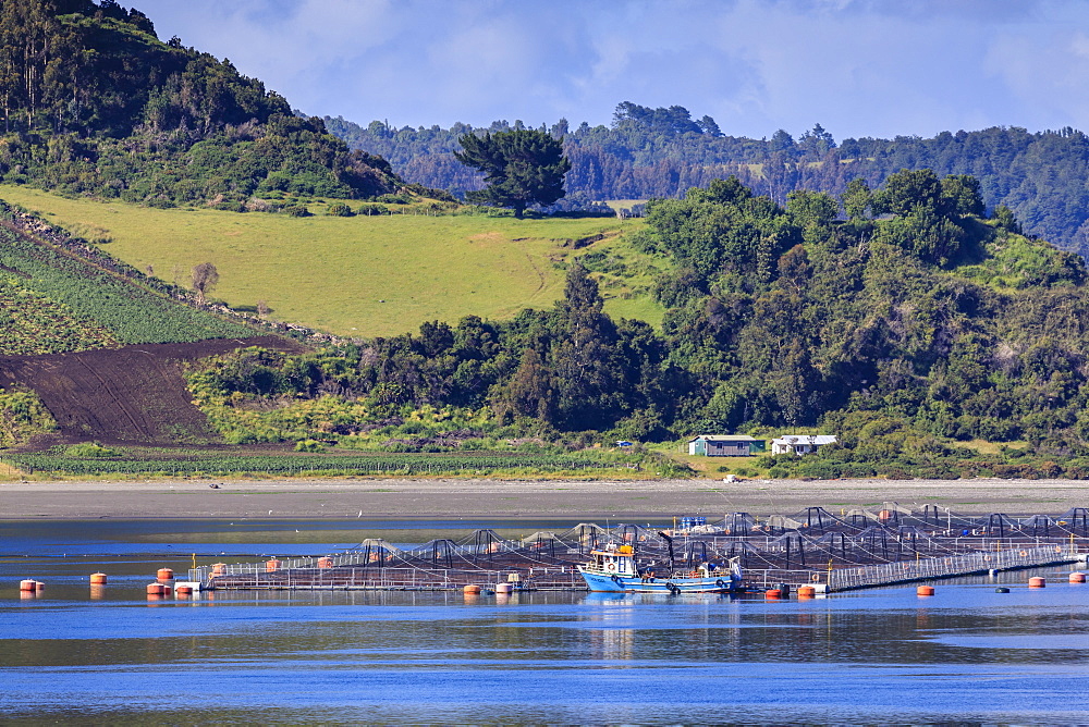 Salmon and mussel aquaculture, rolling hills and trees, Castro inlet, Isla Grande de Chiloe, Chilean Lake District, Chile, South America