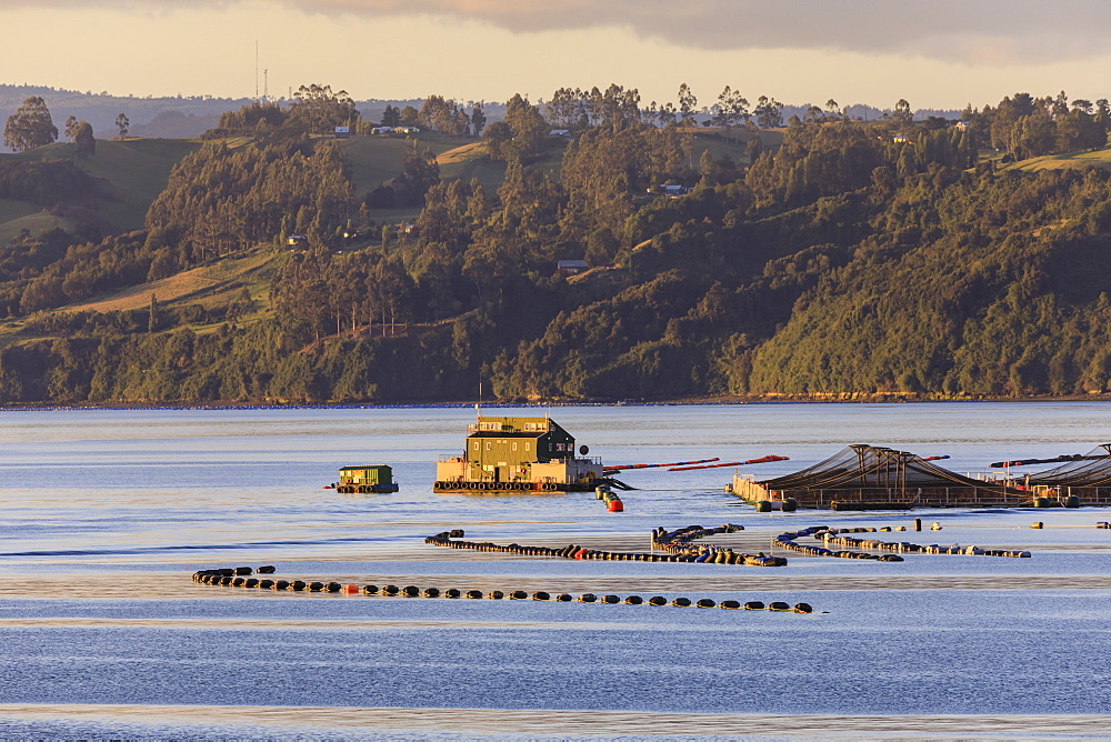 Floating house, salmon and mussel aquaculture, rural scene, late evening sun, Castro inlet, Isla Grande de Chiloe, Chile, South America