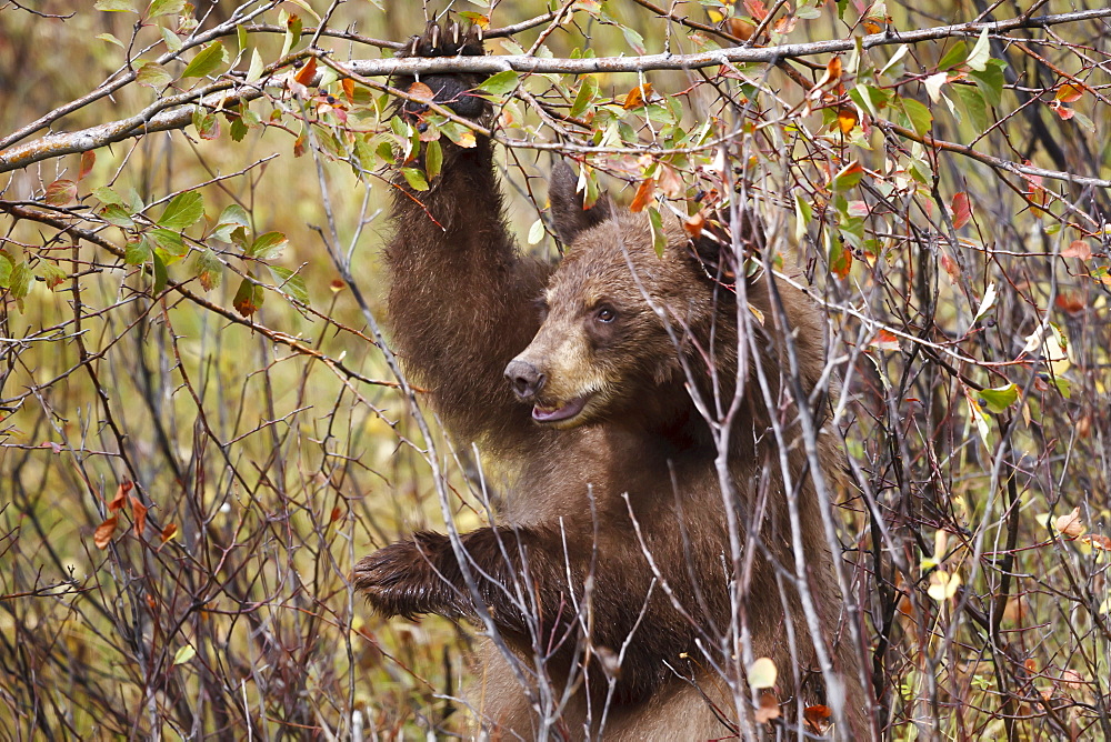 Cinnamon black bear (Ursus americanus) hangs on a chokeberry branch in autumn (fall), Grand Teton National Park, Wyoming, United States of America, North America 