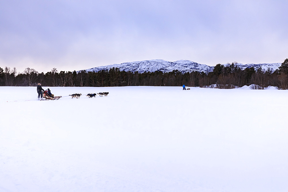 Alaskan husky pulled dog sleds speed across snowy plain in winter twilight, Alta, Finnmark, Arctic Circle, North Norway, Scandinavia, Europe