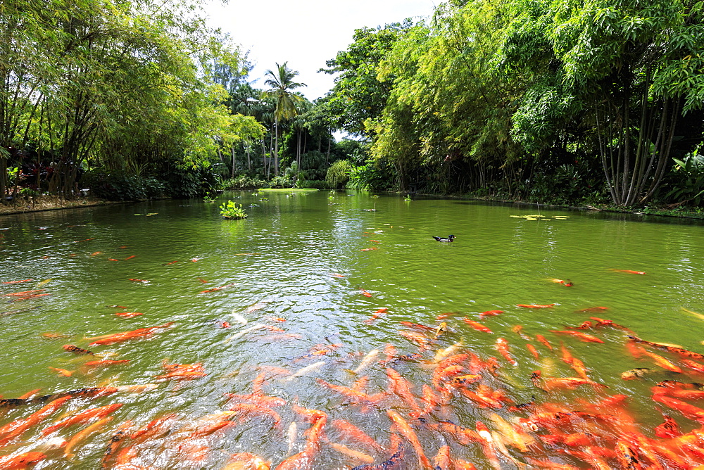 Water lilies pond with many koi carp, Jardin Botanique de Deshaies, botanic garden, Deshaies, Basse Terre, Guadeloupe, Leeward Islands, West Indies, Caribbean, Central America