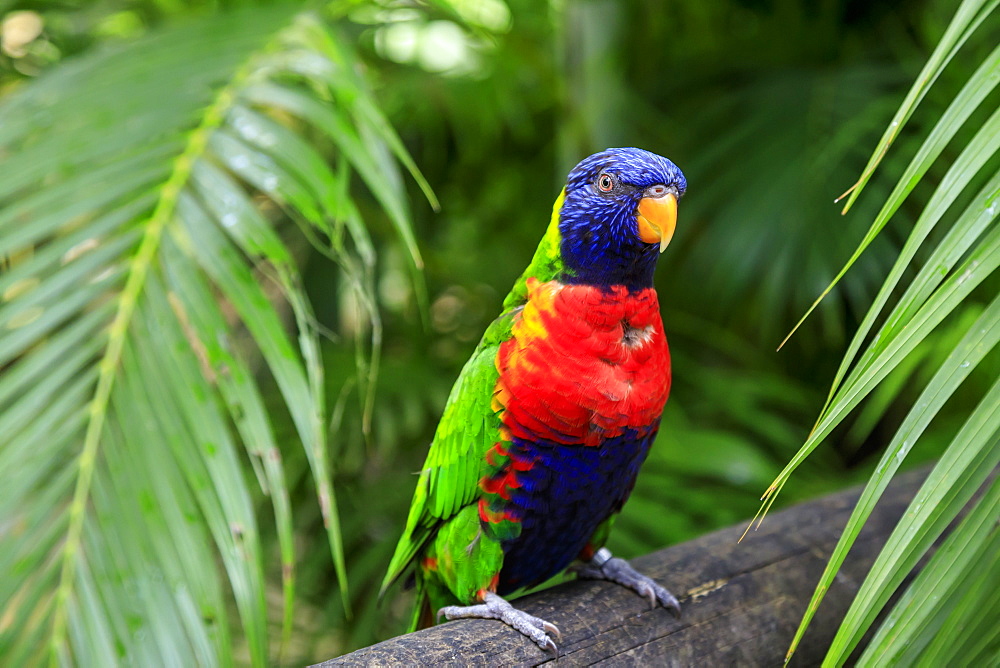 Colourful Coconut lorikeet (Trichoglossus haematodus), Deshaies Botanic Garden, Basse Terre, Guadeloupe, Leeward Islands, West Indies, Caribbean, Central America