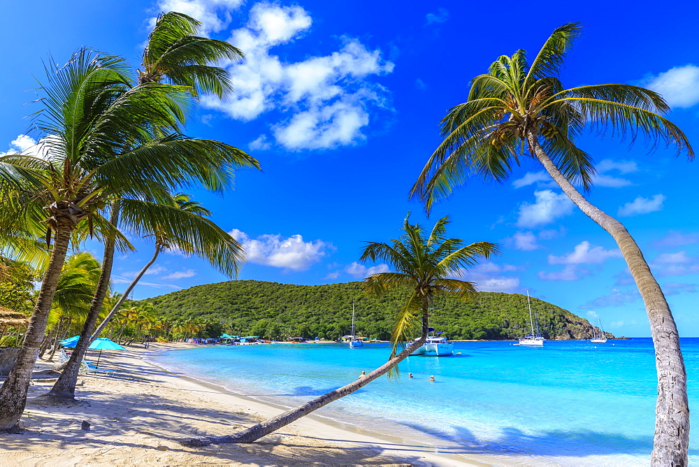 Stunning Saltwhistle Bay, yachts, white sand beach, blue sea, overhanging palm trees, Mayreau, Grenadines, St. Vincent and The Grenadines, Windward Islands, West Indies, Caribbean, Central America