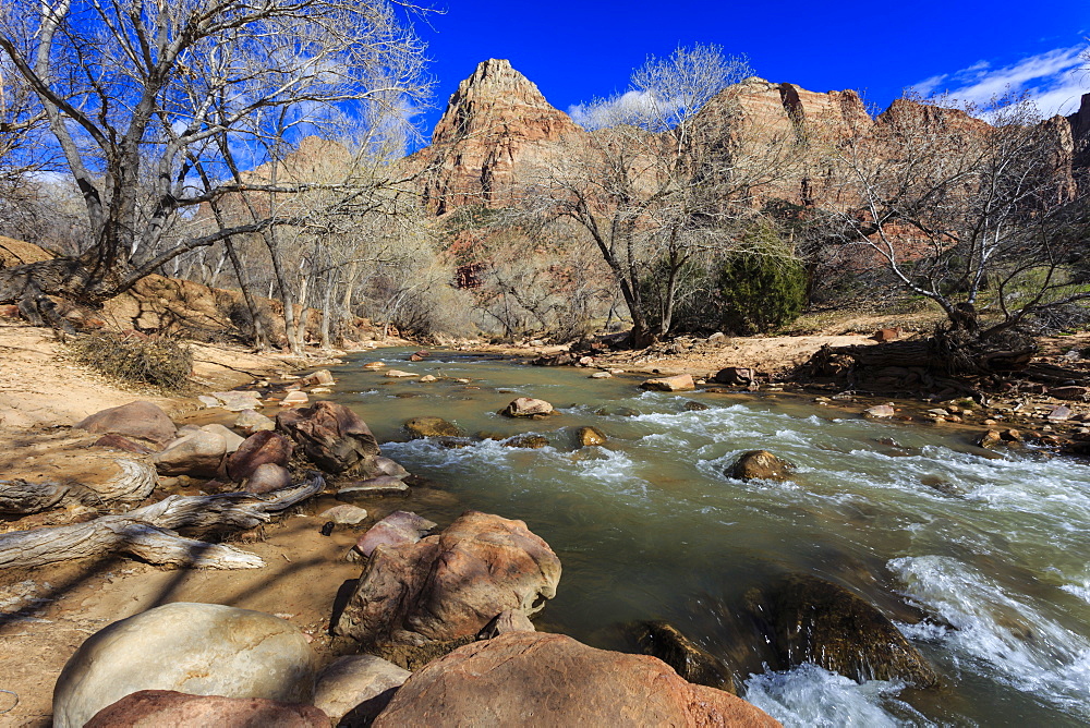 Shores of the Virgin River and winter trees, Pa'rus Trail, Zion National Park, Utah, United States of America, North America