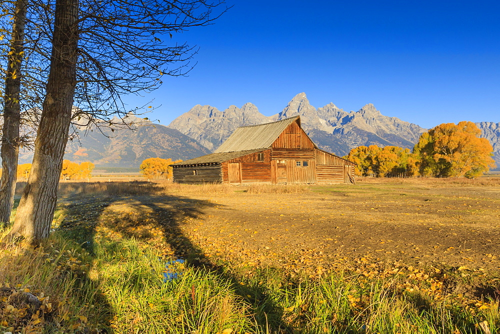 Mormon Row barn on a clear Autumn (Fall) morning, Antelope Flats, Grand Teton National Park, Wyoming, United States of America, North America