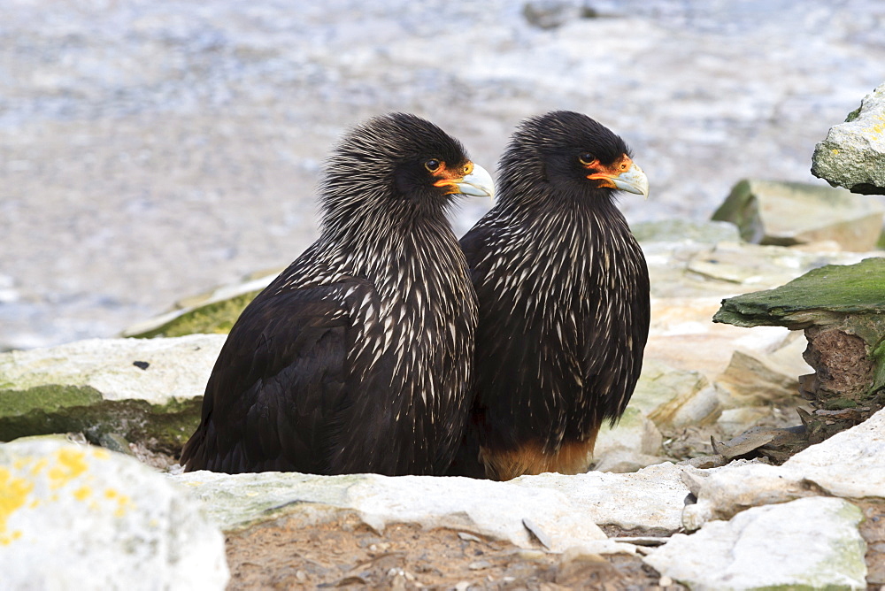 Pair of Striated caracaras (Phalcoboenus australis) behind a rock at Rockhopper Point, Sea Lion Island, Falkland Islands, South Atlantic, South America