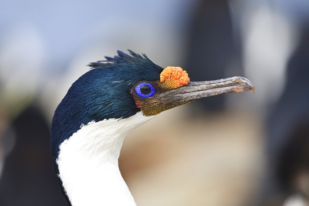 King cormorant (Imperial cormorant) (Phalacrocorax atriceps) portrait, Rockhopper Point, Sea Lion Island, Falkland Islands, South America