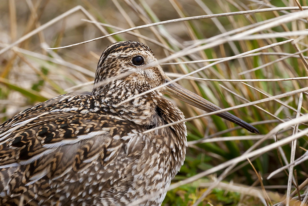 Magellanic snipe (Gallinago magellanica magellanica) hides in grassland, Sea Lion Island, Falkland Islands, South America