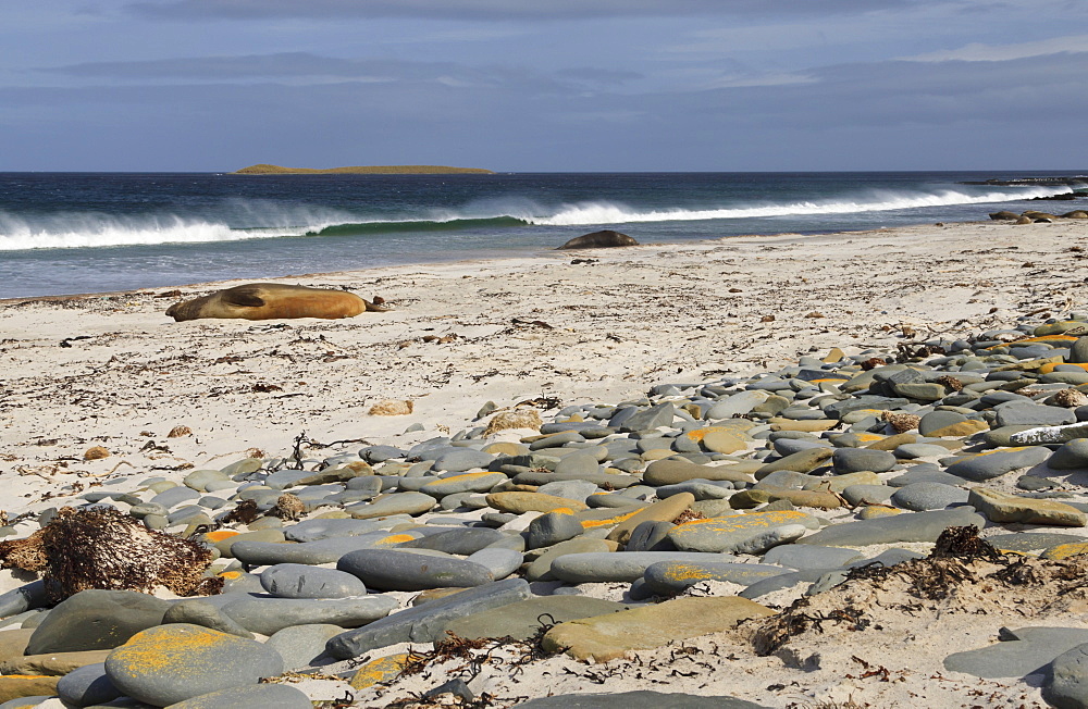 Southern elephant seals (Mirounga leonina) on beach with breaking wave, Sea Lion Island, Falkland Islands, South America