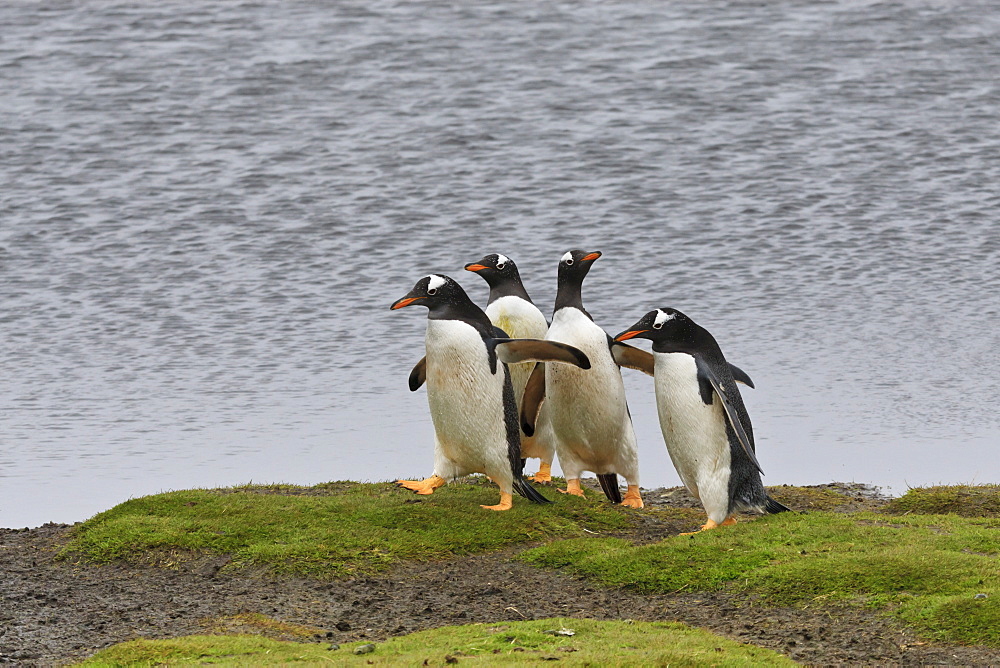 Gentoo penguins (Pygoscelis papua) by a pool, Sea Lion Island, Falkland Islands, South America