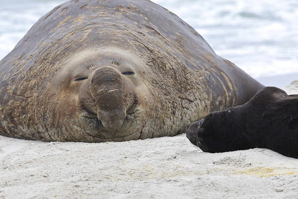 Little and Large, new born southern elephant seal (Mirounga leonina) pup with adult male bull, Sea Lion Island, Falkland Islands, South America