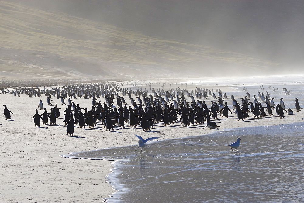 Gentoo penguin (Pygoscelis papua) and sea spray, the Neck, Saunders Island, Falkland Islands, South America