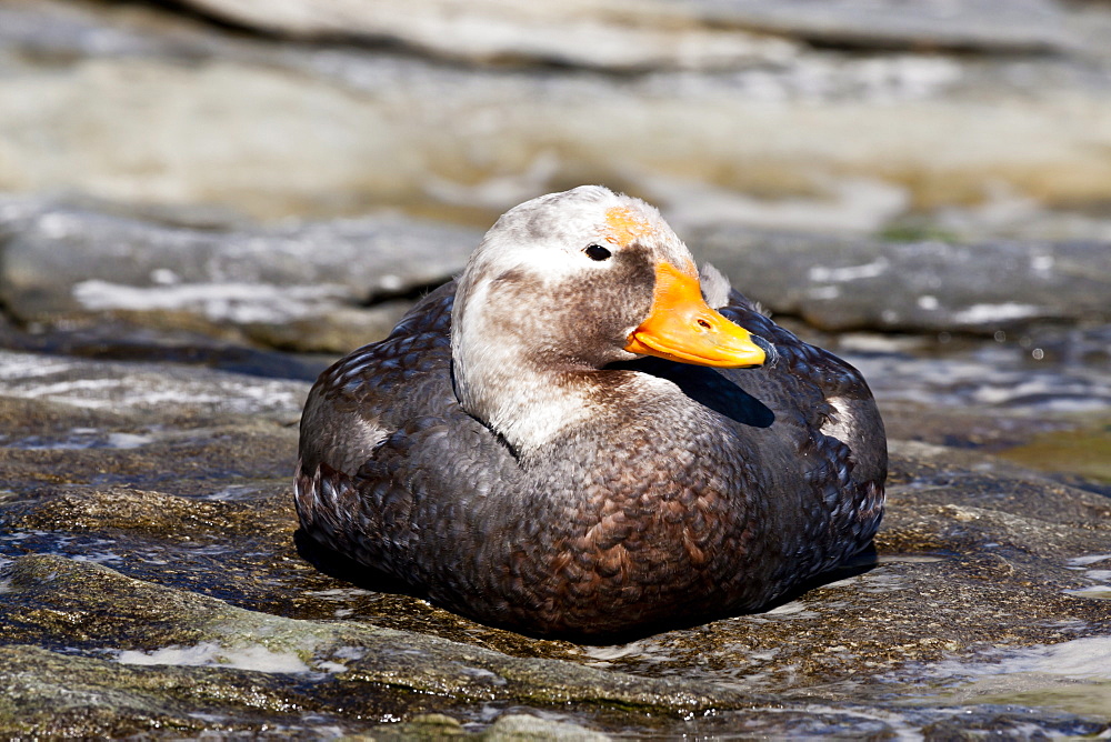 Falkland Flightless Steamerduck (Tachyeres brachypterus) male on beach, the Neck, Saunders Island, Falkland Islands, South America