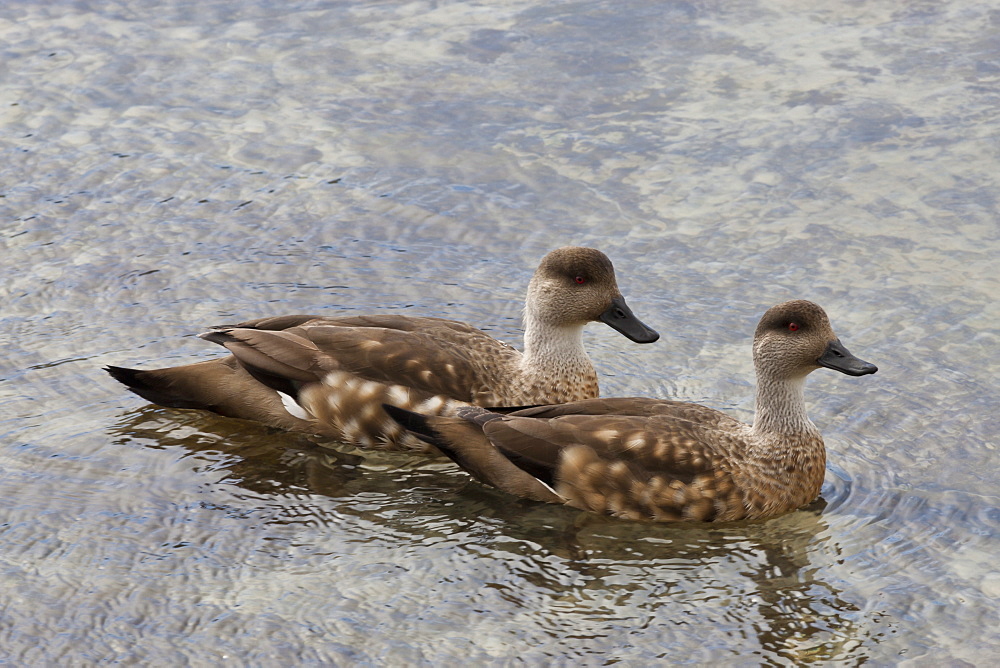 Pair of Patagonian crested ducks (Lophonetta specularioides) in courtship behaviour, the Neck, Saunders Island, Falkland Islands, South America