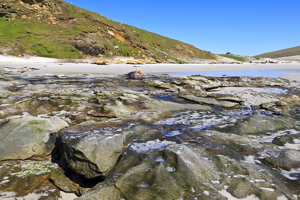 Falkland Flightless Steamerduck (Tachyeres brachypterus) on beach, the Neck, Saunders Island, Falkland Islands, South America 