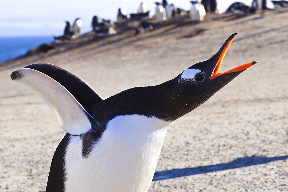 Gentoo penguin (Pygoscelis papua) brays, head stretched upwards and flippers out, the Neck, Saunders Island, Falkland Islands, South America 