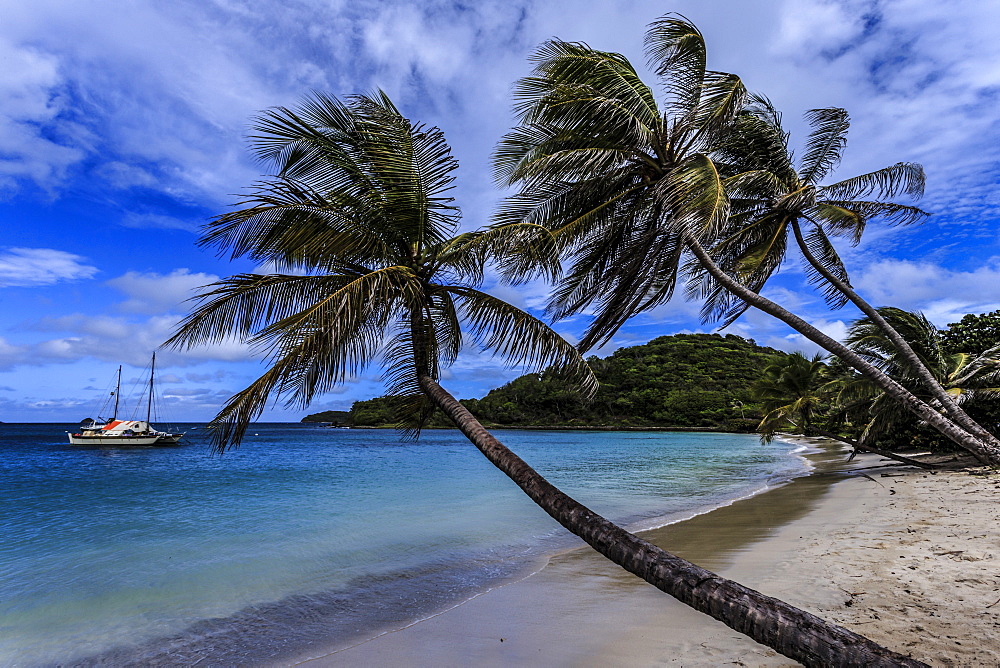 Palm trees and deserted beach, Saltwhistle Bay, Mayreau, Grenadines of St. Vincent, Windward Islands, West Indies, Caribbean, Central America