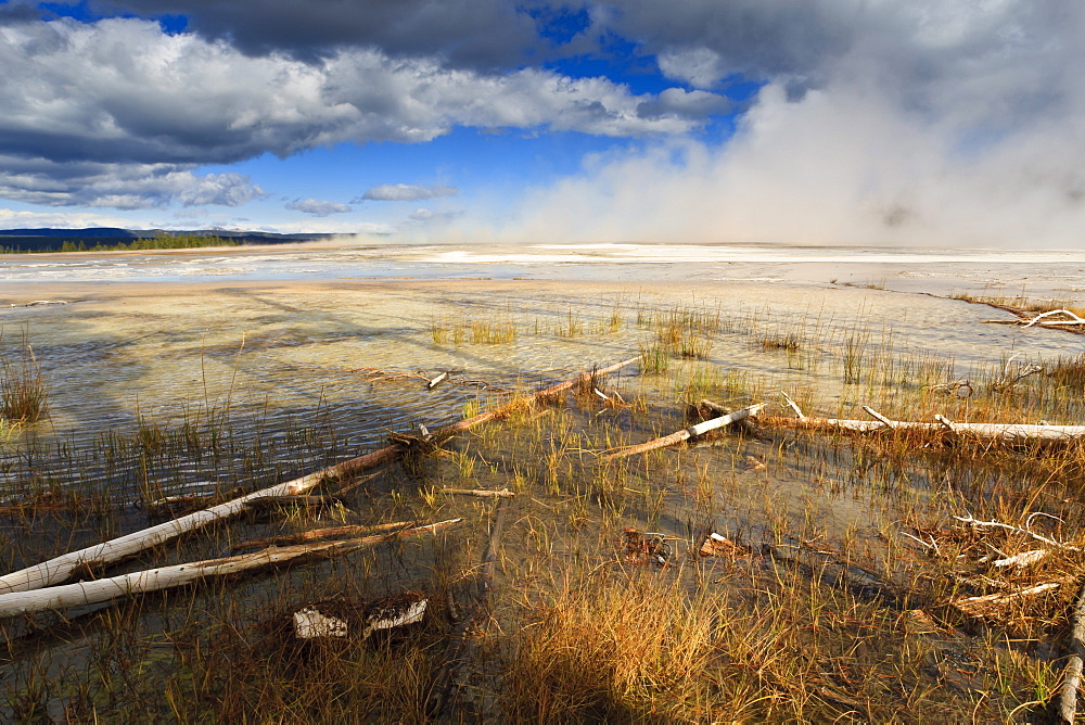 Fallen lodgepole pines, Grand Prismatic Spring, Yellowstone National Park, UNESCO World Heritage Site, Wyoming, United States of America, North America 