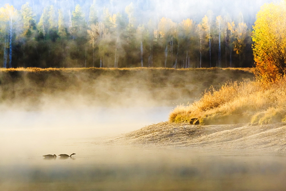 Wildfowl on Snake River surrounded by a cold dawn mist, autumn (fall), Grand Teton National Park, Wyoming, United States of America, North America 