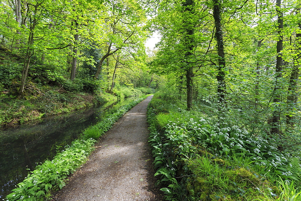 Historic Cromford Canal and tow path in spring, Derwent Valley Mills, UNESCO World Heritage Site, Derbyshire, England, United Kingdom, Europe