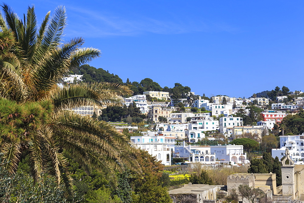 Palm tree and Certosa di San Giacomo (monastery) with skyline of Capri Town, Capri, Campania, Italy, Europe